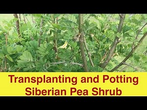 Transplanting and Potting Siberian Pea Shrub