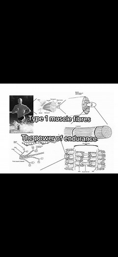 Understanding Type 1 Muscle Fibers and Cortisol's Role