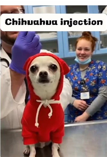 Chihuahua Injection: A Cuteness Overload