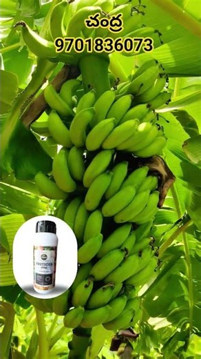 Friticca froot development..