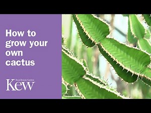 How to grow your own cactus