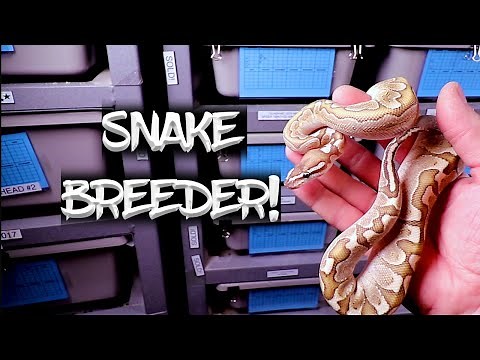 A Day in the Life of a Snake Breeder!