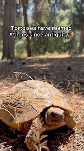 Tortoises in ancient Athens 🐢🏺🏛️