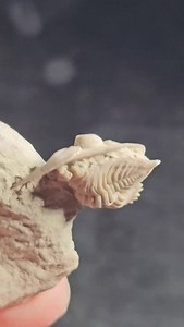 Fresh out of the lab: a superb little Dalmanites rutellum from the Silurian Henryhouse Formation of Oklahoma. Enjoy! . . . #trilobite #fossils #bugs #fossilhunter #rockhound #fossil #paleontologist #paleontology #geologist #canada #Toronto #deeptime #nature #biology #adventure #explore #discovery #marinebiology #hunting #discover #curiosity #science #mining #jurassicpark #photography #dinosaur #evolution #naturalworld #earth #rock | Paleo Archives