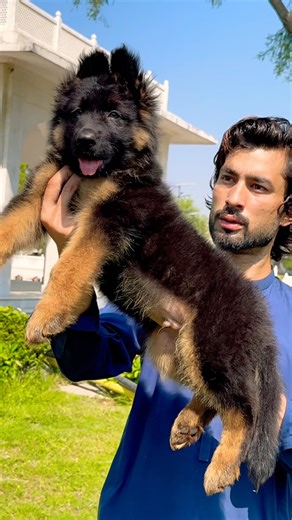 German Shepherd Puppy 🐾 | Top Quality Male GSD Puppy for Sale 🔥