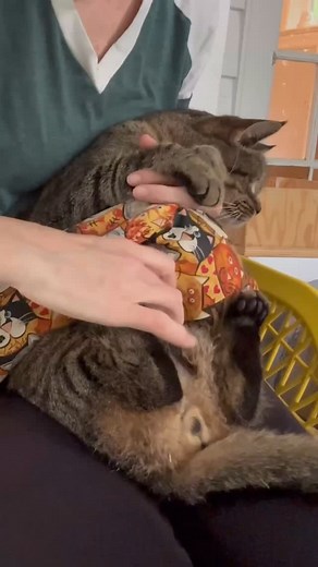 While this video didn’t turn out well for its intended purpose- showing how Gussie’s cystostomy port works for his bladder aspirations- it does show how comfortable he’s gotten with the process! . While we still prefer doing his twice daily aspirations with two people, that isn’t always possible. I developed this one-person technique a while ago and have been getting additional practice with it lately. While Gus used to wiggle quite a bit when doing it this way, he’s getting much more used to it