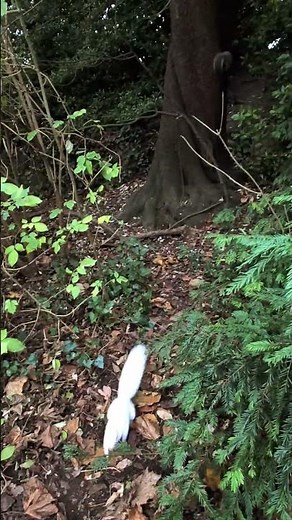 Sounds and noises squirrels make. #squirrel #cute #wildlife