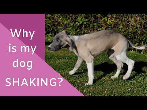 Why is my dog shaking?