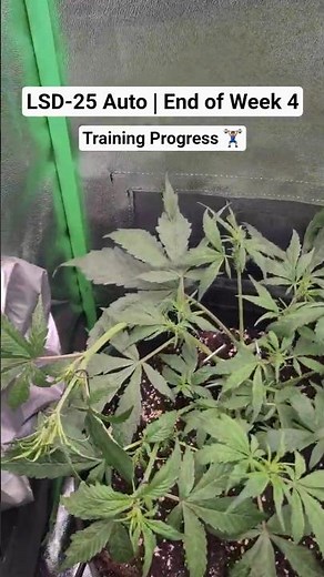Before and After Low Stress Training | LSD-25 Auto by FastBuds