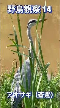 野鳥観察 14 アオサギ