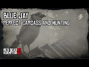 RDR2 - Blue Jay Perfect Carcass and Hunting Guide