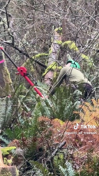 Clearing out a SKETCHY alder forest #guiltyoftreeson