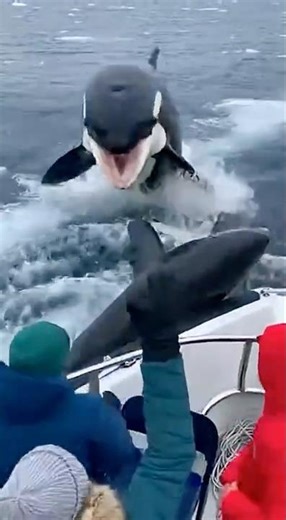 Shark Saved From an Orca by Tourists in an Arctic Boat