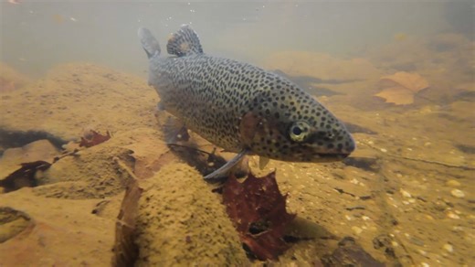Watch Kentucky Department of Fish and Wildlife Resources fisheries biologists, Wolf Creek National Fish Hatchery staff, and volunteers in action as they hike into Swift Camp Creek to stock trout! 🎣 A huge thank you to our volunteers—your help and support makes this vital work possible. #FishStocking #fishing #conservation #outdoors | Kentucky Afield