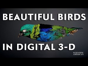 See the Beautiful Color of Rare Birds from Every Angle and in 3-D