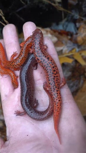 FOUR Red Salamanders Under 1 Rock!