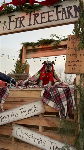 If you don’t have your Christmas tree yet, stop on by Fur & Fir Tree Farm where they fetch the finest Christmas trees. Such great workers! | The Storybook Bus