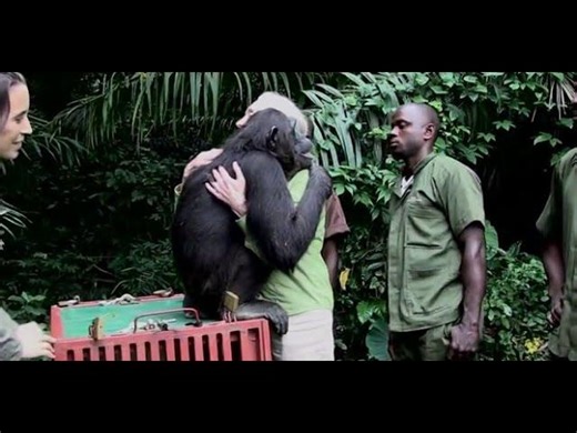 Le relâcher de Wounda expliqué par Jane Goodall VOSTFR | Alain Jounot