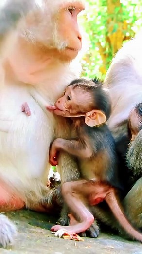 Understanding Baby Monkey Behavior and Development