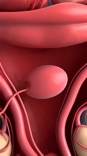 From one moment to two miracles — the science behind twin life 👶👶✨ #TwinPregnancy #HumanAnatomy #Medical3D #LifeCreation #ScienceVisuals