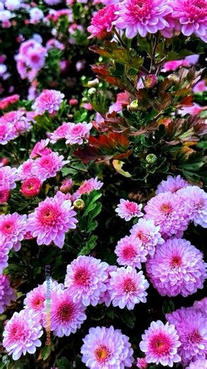 Most Beautiful Chrysanthemum Flowers You’ll Ever See 😍