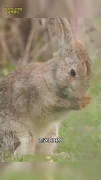 厲害的野兔#野生動物零距離#動物世界#兔子#老鷹#國外合法狩獵