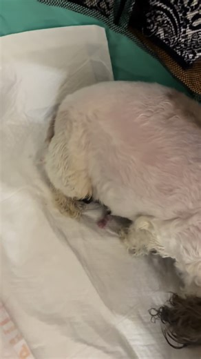 Primera llegada de un cachorro Shih Tzu