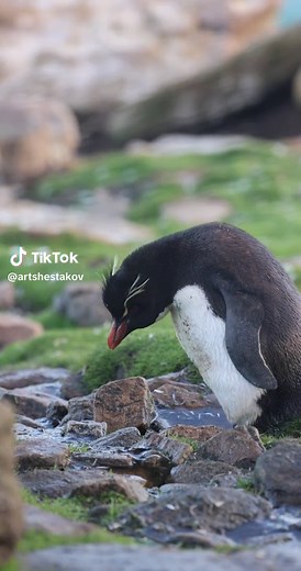 Macaroni Penguins: The Most Numerous Species in Antarctica