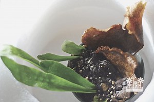 How To Divide A Staghorn Fern? — Plants & House