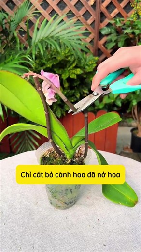 Cách Nhân Giống Hoa Lan Hồ Điệp Đơn Giản