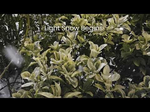 Light Snow Begins Falling on a Green Bush. Winter Calm with Distant Birds