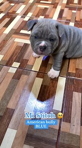 85K views · 3.7K reactions | 殺 #Hermosos #americanbullydog #americanbullies #cachorros American Bully | ZzedBaby | Facebook