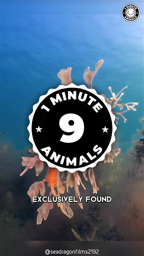 The Most COLORFUL Animals Under the Sea! | 1 Minute Animals