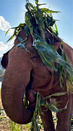 Elephant Nature Park on Instagram: "Faa Mai, the beautiful goodwill ambassador of ENP, showing off her short-lived stylish hairdo—playfully crafted from her own food. A happy elephant is a playful elephant. Her bright, joyful charm always brings smiles to everyone around her. 🐘💛 ฟ้าใหม่ ทูตสันตไมตรีสาวสวยแห่ง ENP กับทรงผมสุดเก๋ที่รังสรรค์ขึ้นจากอาหารของเธอเอง ความน่ารักสดใสของฟ้าใหม่สามารถสร้างรอยยิ้มให้กับทุกคนได้เสมอค่ะ Learn more about the work of Elephant Nature Park and book your visit at