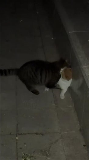 Rescuing Stray Cats: A Heartwarming Journey