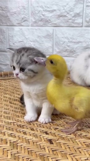Kitten & Duckling Together! 🐱🦆 | Cutest Friendship Ever