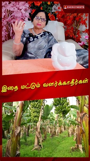 இதை மட்டும் வளர்க்காதீர்கள் #வாழைமரம் #முக்கனி #energynests #வாழைப்பழம் #விவசாயம் #drmeenakshia