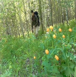 In the forest, an old trailer was discovered in silence. | Building Skills