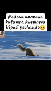 Red fox/Makava ekuchando anonzwa mbeva ikufamba pasi pechando😳 #natgeoshona #redfox | Shona Tuber