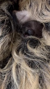 197K views · 15K reactions | A baby sloths slow yawn is exactly as cute as you thought it would be. | Cincinnati Zoo & Botanical Garden | Facebook