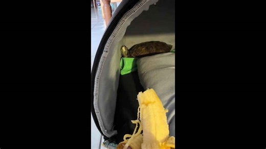Hungry red-eared slider turtle munches banana in Kuala Lumpur, Malaysia