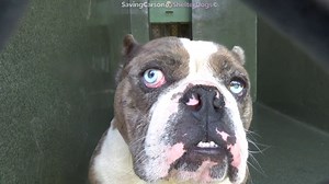 44 reactions · 49 shares | ADOPTED  A5493363 ✰ RUFUS -7/23/22-...