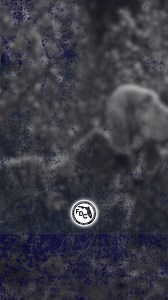 18K views · 304 reactions | Our FDC K9s are all about hard work, training, and protection. But even the toughest pups deserve their moment to shine. Time to sit, stay, and strike a pose for their ‘yearbook photos! Ready to be part of the team? | Florida Department of Corrections | Facebook