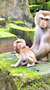 What an interesting moment! Luna has a gentle caregiver, she stays calm and lets grooming happen peacefully | Monkey Magic
