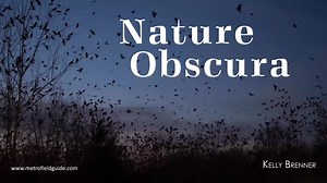 In April, Seattle Audubon was honored to host an online presentation...