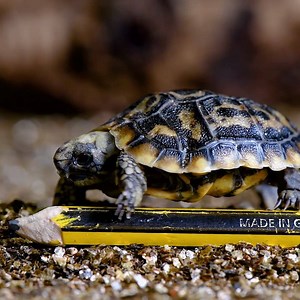 We're celebrating the arrival of a teeny-tiny pancake tortoise! 😍🐢 The adorable youngster hatched on 10th July and although its gender is yet to be discovered, it has been named ‘Hartley’ by keepers ☺️ | West Midlands Safari Park