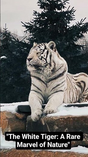 It Was Revealed That The White Tiger Looks Majestic With Its Striking White Fur And Black Stripes.