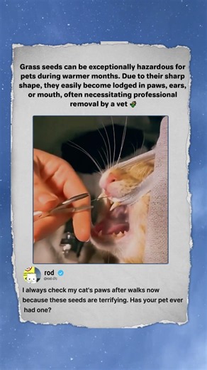 Why Grass Seeds Are DANGEROUS For Pets! 🌾 #Pets #PetCare #Vet