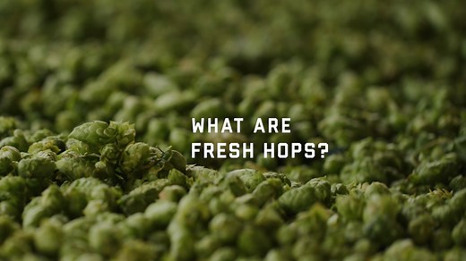 🌿✨ Fresh hops are the soul of Celebration IPA. What makes them so special? It’s all about capturing that fleeting harvest magic. At their freshest, these vibrant green cones deliver bold aromas and flavors that make this beer legendary. We use Cascade and Centennial hops, kiln-dried and brewed within weeks of harvest to lock in their peak potential. The result? Bright pine, citrus, and floral notes balanced perfectly with the caramel sweetness of the malt. 🍺🍂 Want to know more about the hops