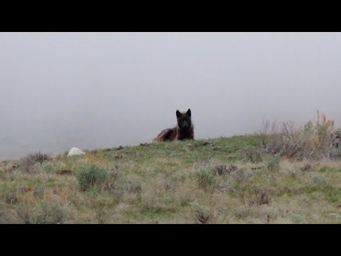 A friendly wolf hikes with me - Yellowstone National Park